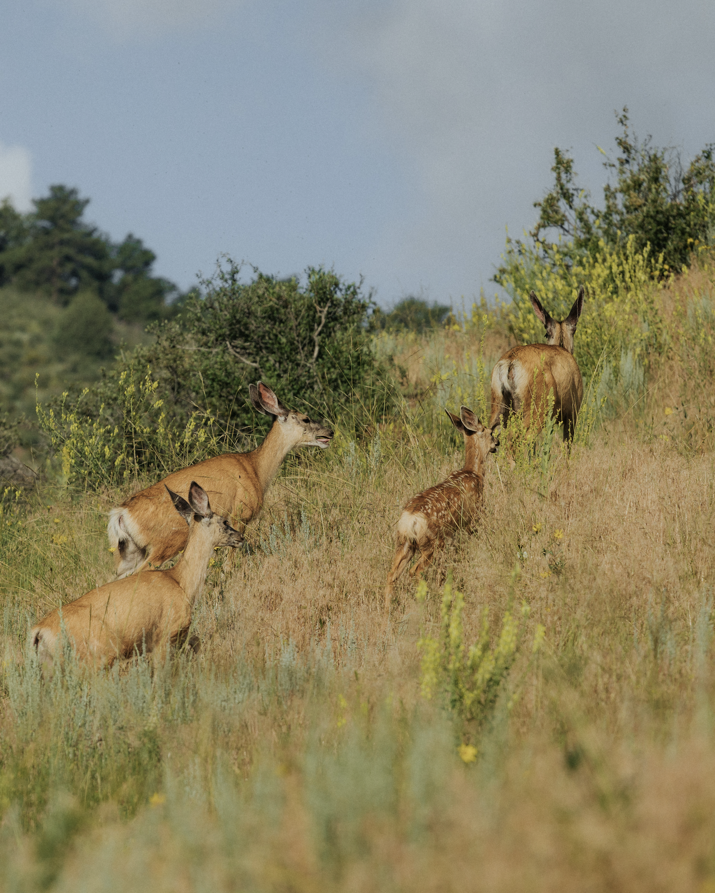 Ecosystem observation and study